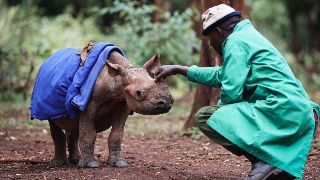 A man wearing a green coat and a white hat scratches the porn of a baby rhinoceros who is wearing a blue blanket on its back