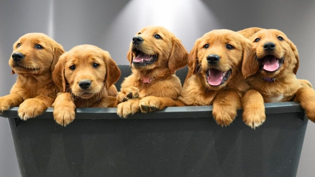 Five golden retriever puppies lean around the edge of a plastic tub