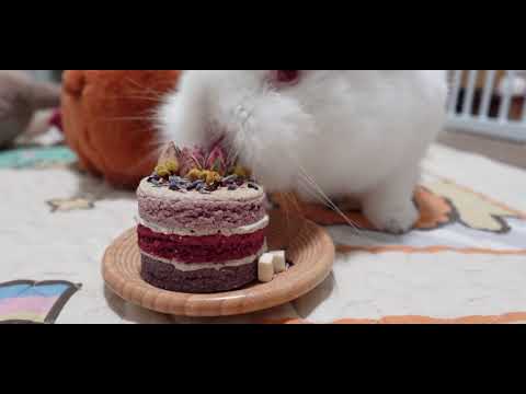 White rabbit investigates a rabbit chew toy shaped like a birthday cake