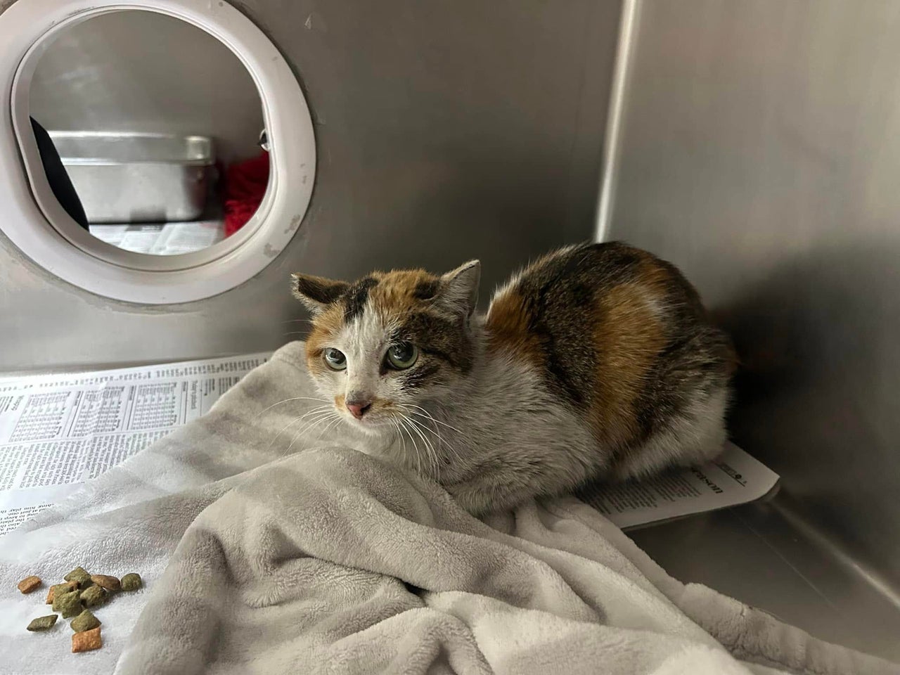 Cat sits on a blanket inside a shelter enclosure. There are a few cat treats in a pile nearby.