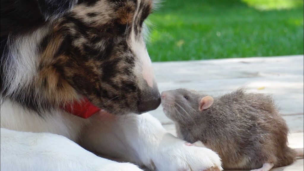 A dog and a rat touch noses in an outdoor setting