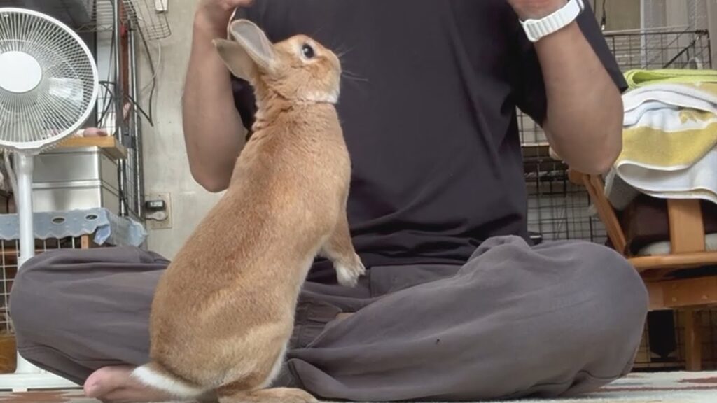 Cinnamon-colored rabbit stands on his hind legs in front of a man sitting cross-legged on the floor.