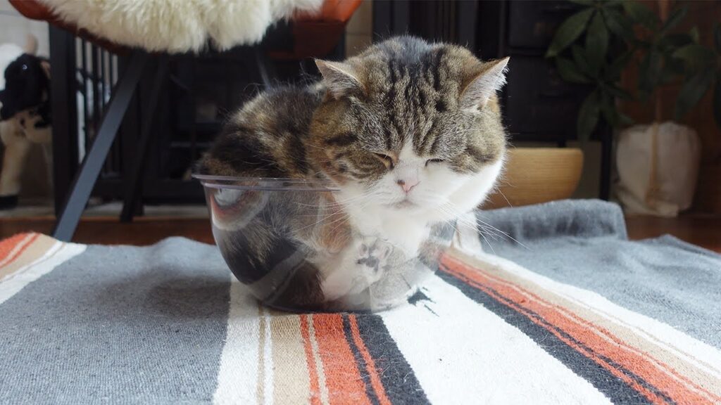Maru the cat sits inside a clear plastic bowl, with his eyes closed.