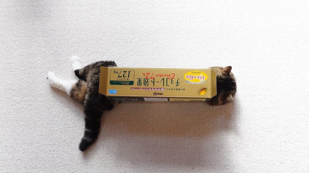 Overhead view of a cat squeezing into a slim long box