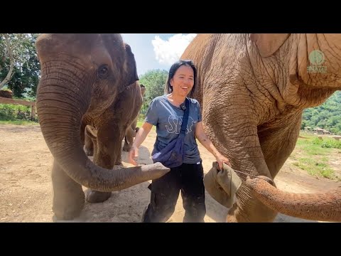 a woman walks in between two elephants. The woman is holding her hat and one of the elephants is holding the hat string.