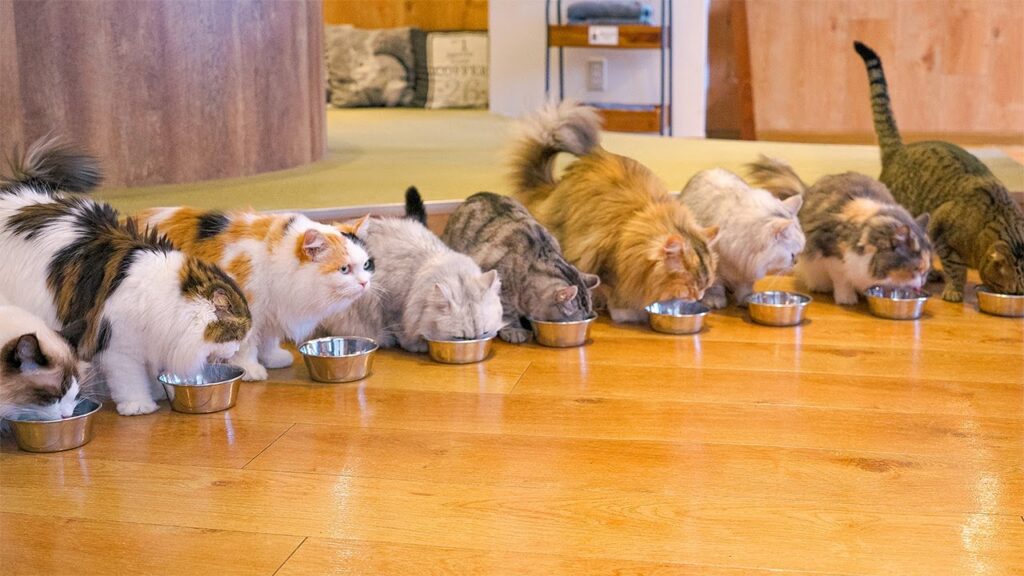 On a hardwood floor, a cat eat from individual bowls lined up in a row