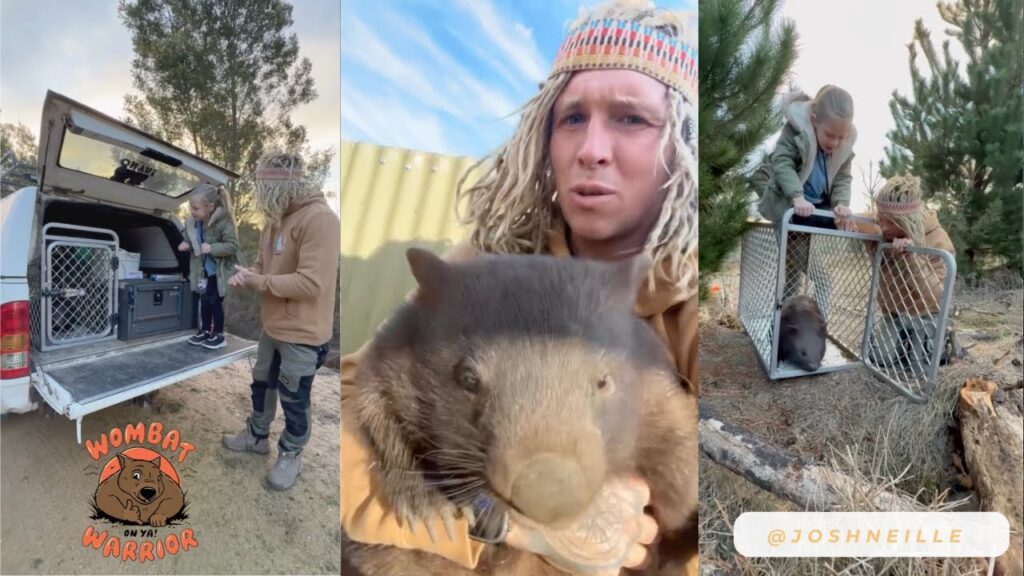 three photos of a man and young girl releasing a wombat from a cage into the wild.
