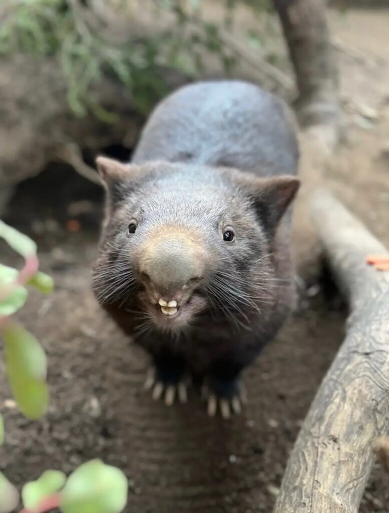 Photograph of a wombat displaying White front teeth.