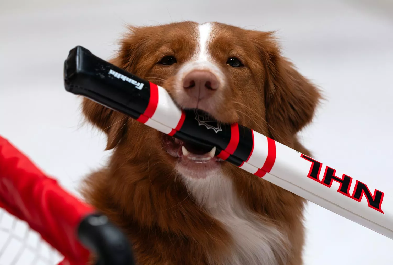 Close up of a dog holding an NHL hockey stick in its mouth