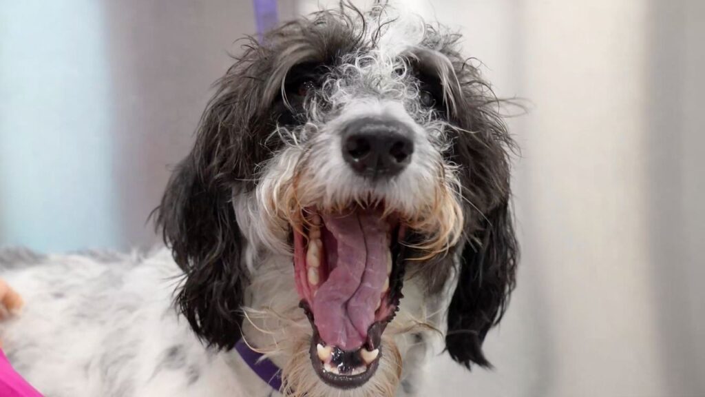 What's up of the face of a shaggy black and white dog