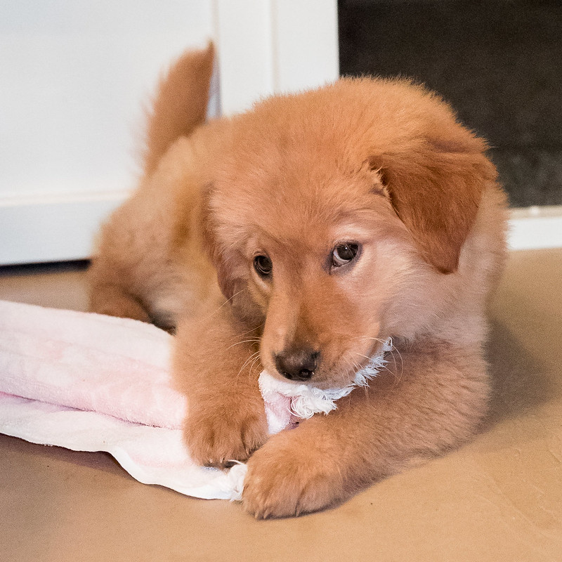 Golden retriever puppy lies on the floor chewing on one end of a pink towel.