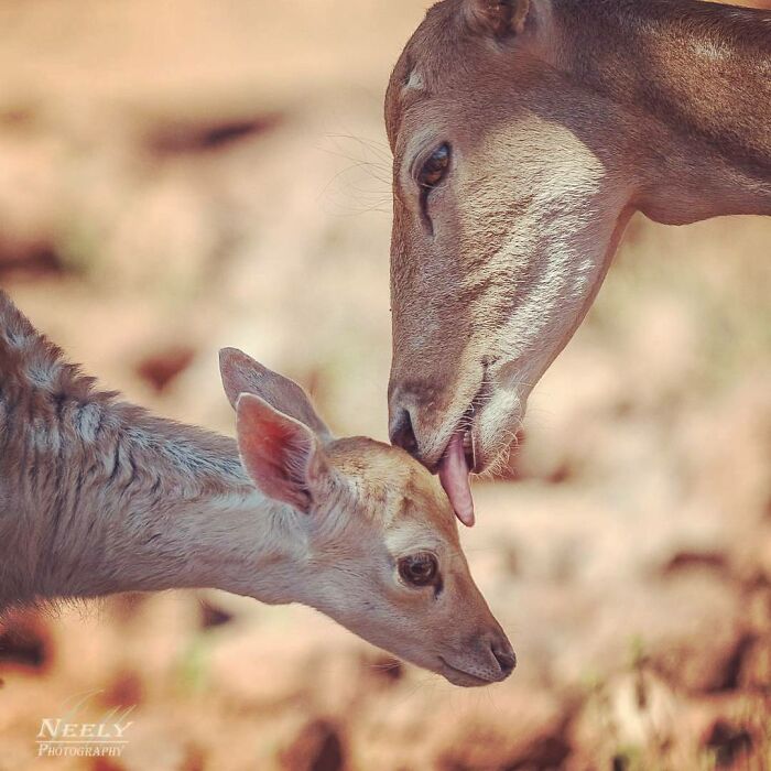 A mother dear licks the head of her baby deer.