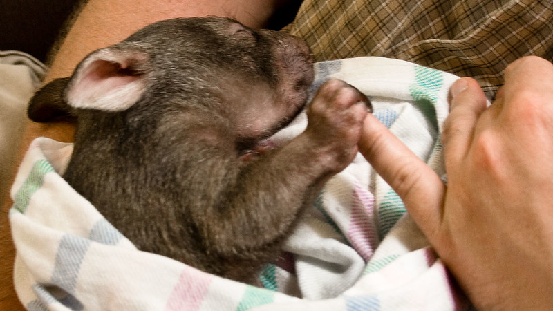 A wombat being cradled in a human's arms holds on to the human finger
