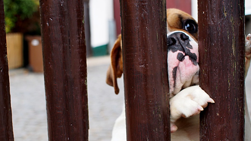 boxer dog puts its paw between the slats of a wooden fence