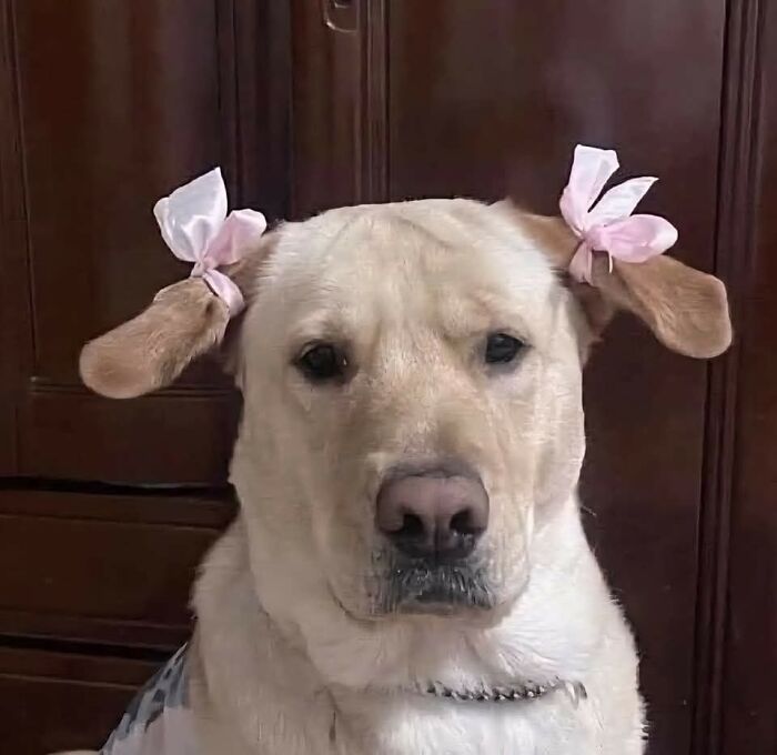 Golden retriever dog wears two pink ribbons tied around its ears