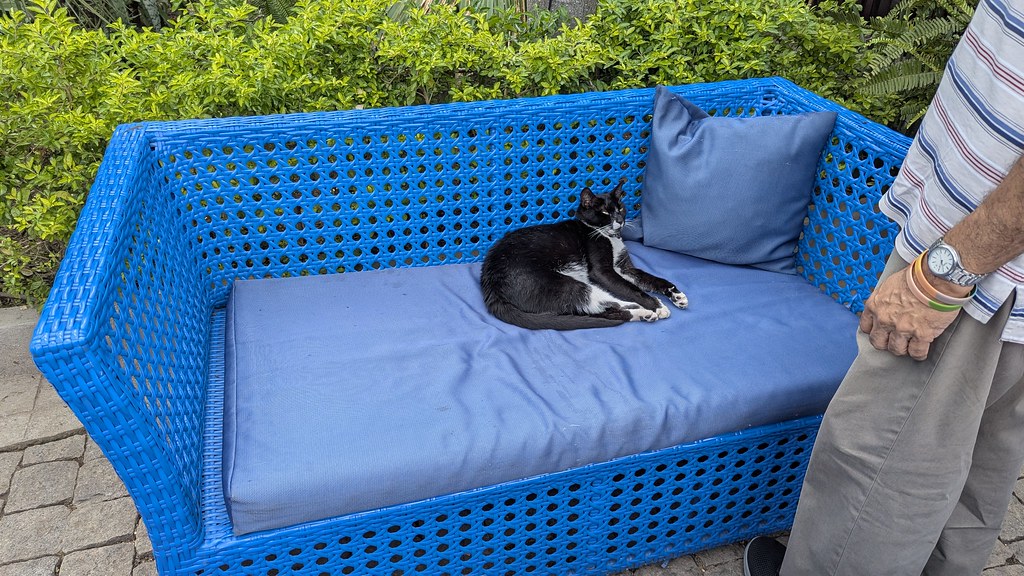 Cat sits in the middle of a blue wicker outdoor loveseat. The legs of a man standing to the right can be seen 
