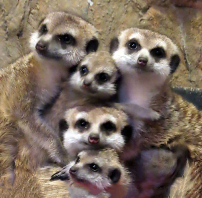 A group of five meerkats huddle together as if posing for a family photo.