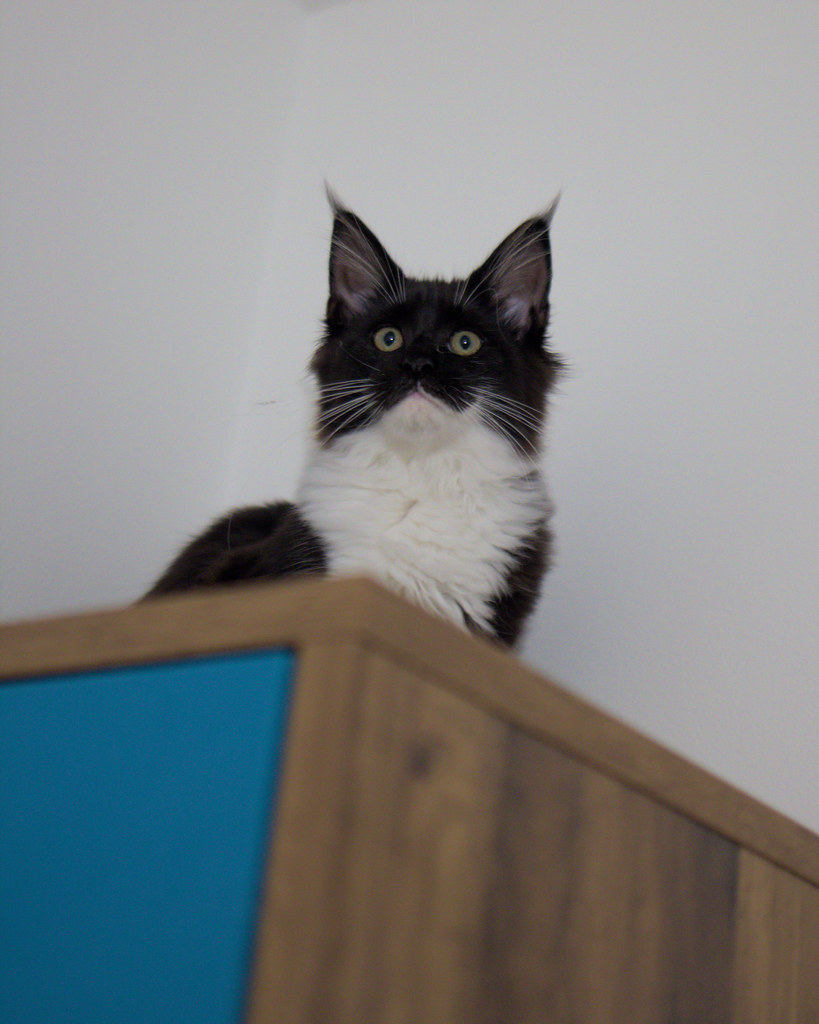 Tuxedo cat with black head fur and white fur on chin stands on top of a cupboard and looks skyward