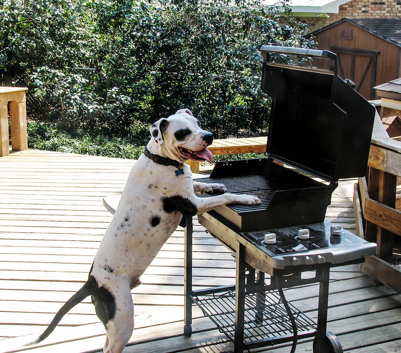 White dog with black spots stands on his back leg and puts his paws on an outdoor grill