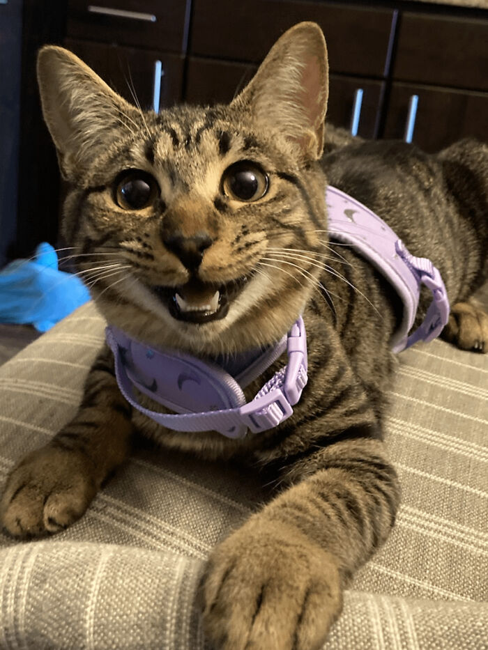 Cat looks at you with a happy expression.