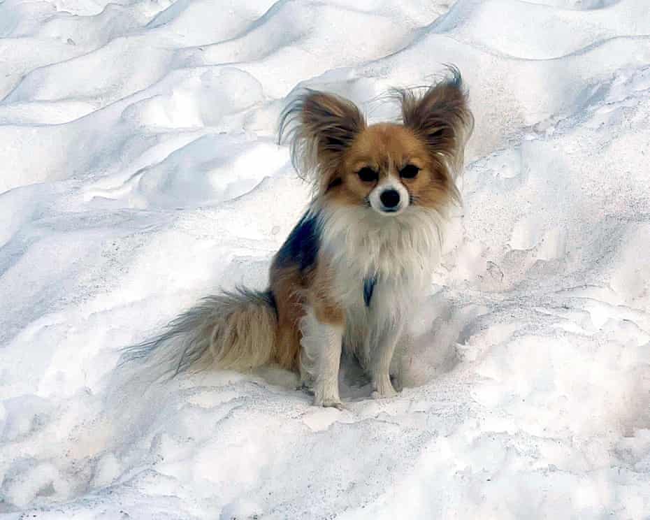 Small dog sits on snow