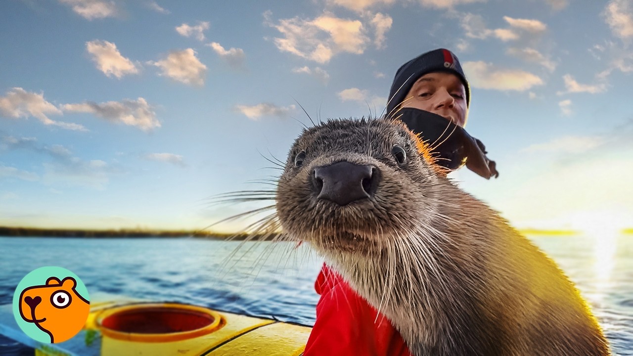 An otter sits on a kayak looking quizzically into the camera. The man piloting the kayak sits behind him.