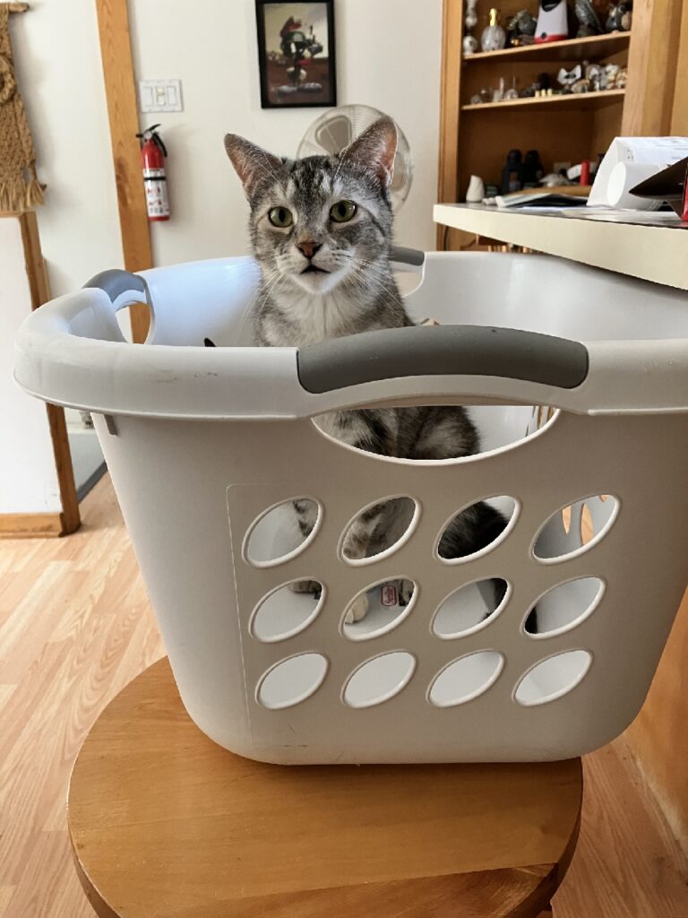 A gray and white cat sits inside a white plastic laundry basket, looking quite pleased with herself.