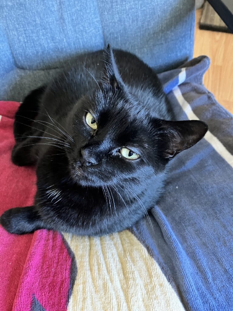 Black cat lounges on a sofa and looks up at you.