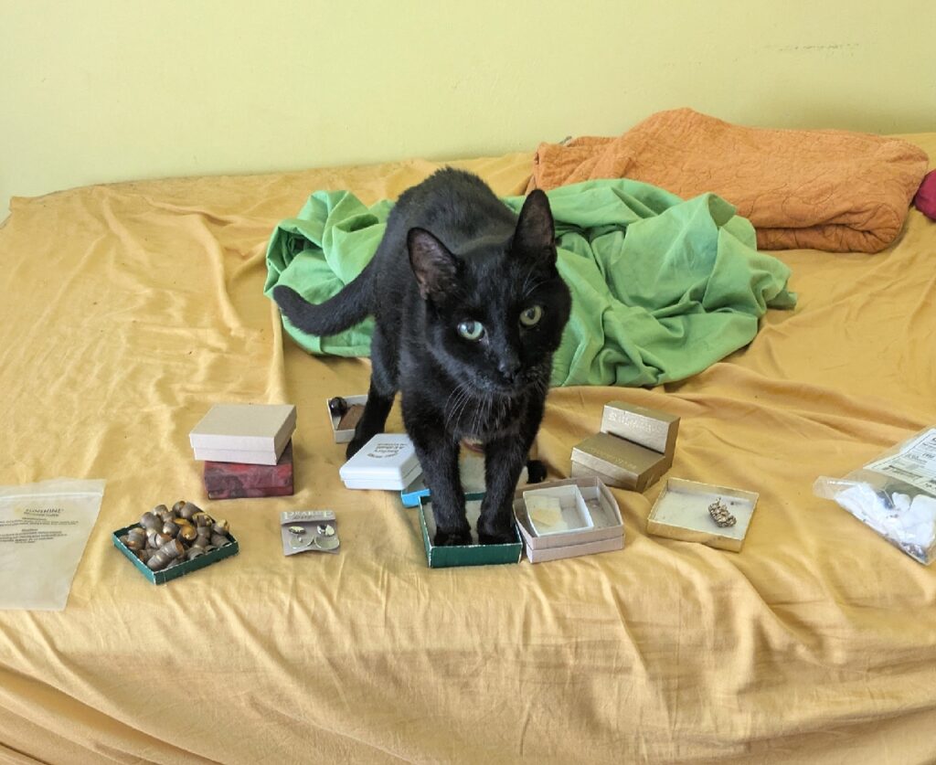 Cat sits among an array of small jewelry boxes spread out on the bed. The cat is trying to put its paws in one of the boxes.