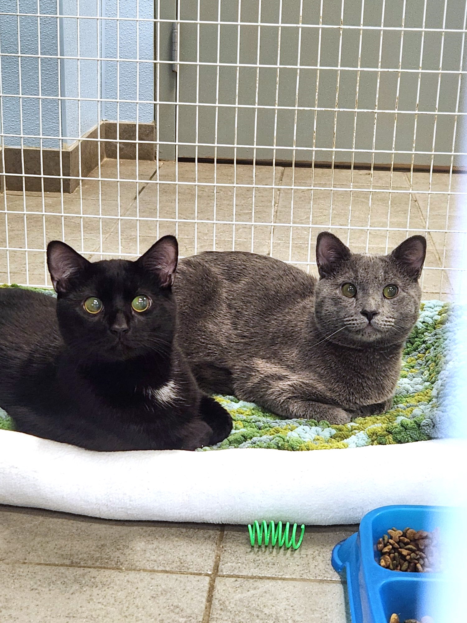 Two cats sit together