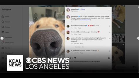 Image from CBS News report on the success of We Rate Dogs