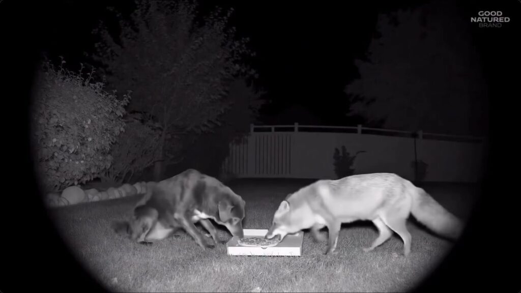 a dog and a fox eat pizza from a cardboard box in a backyard