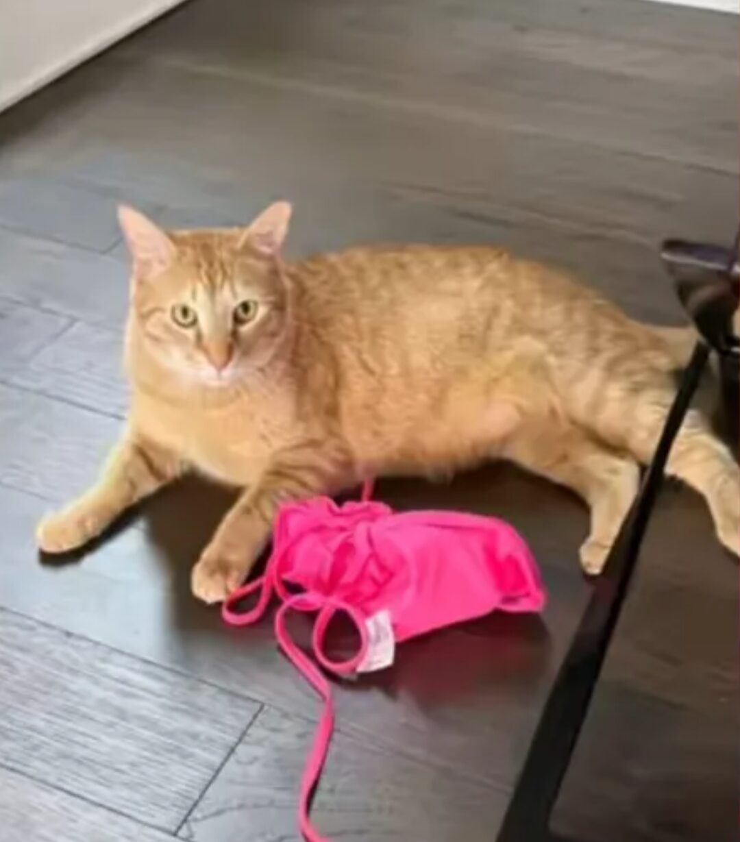 An orange cat lays on the floor next to a pink bikini top