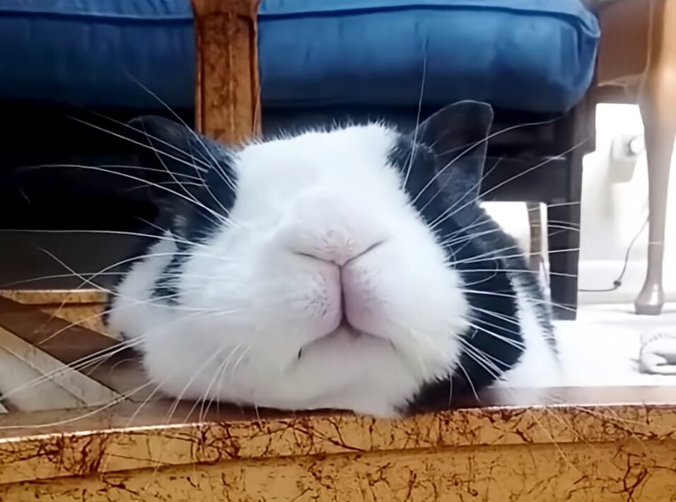 Sleeping Black and White rabbit rests its head on the furniture