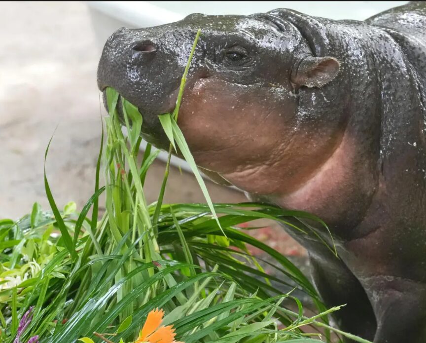 Baby pygmy hippo eats grass.
