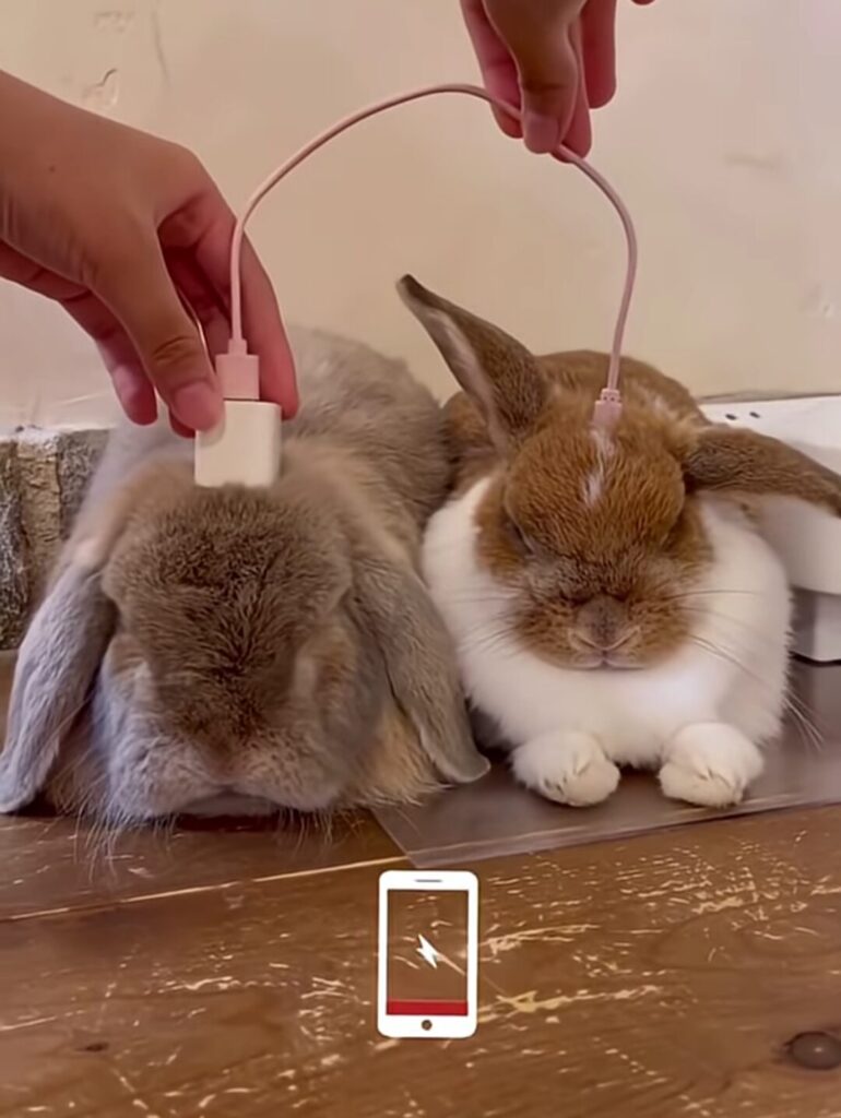 Two rabbits sit side by side. A pair of human hands appears to attach a USB power cable between their heads.