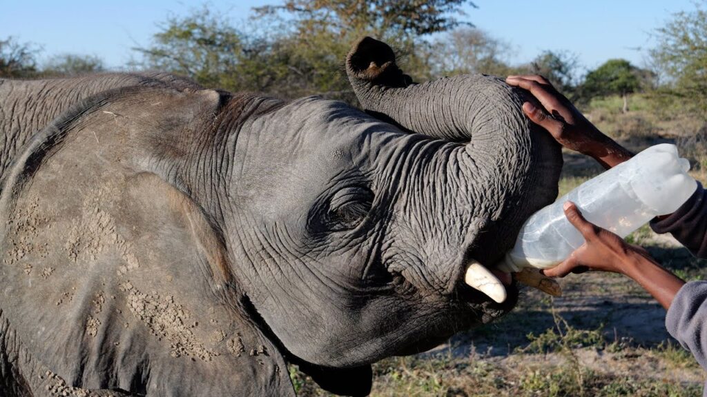 A baby elephant drinks from a bottle of milk being held up to its mouth.