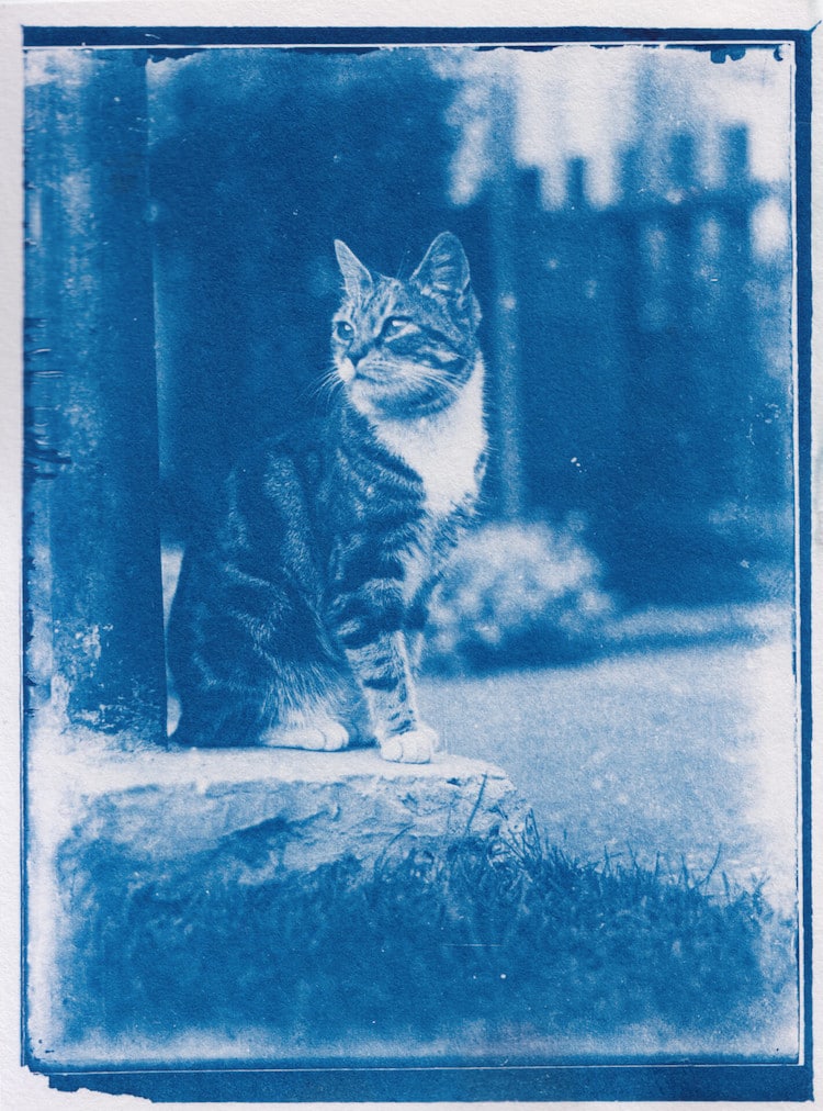Blue tinted antique photograph of a cat