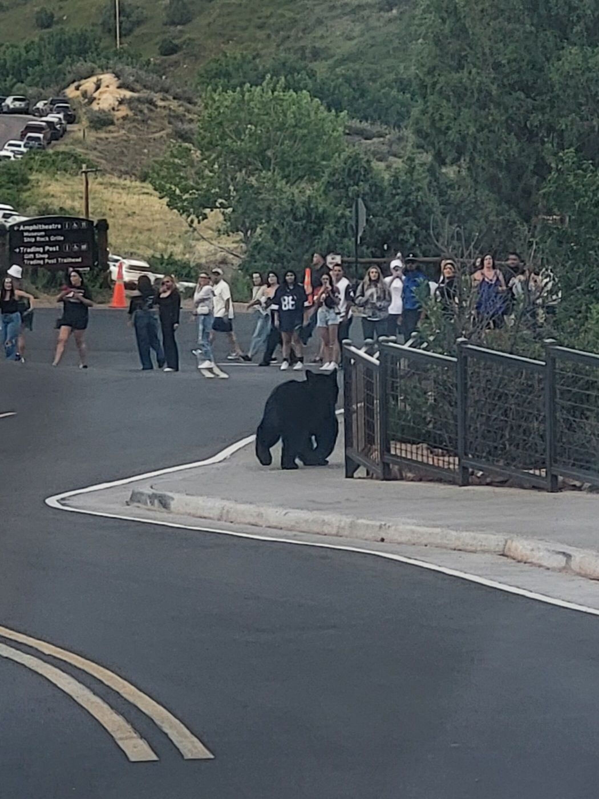 Black bear walks on sidewalk while a line of humans watch from a safe distance