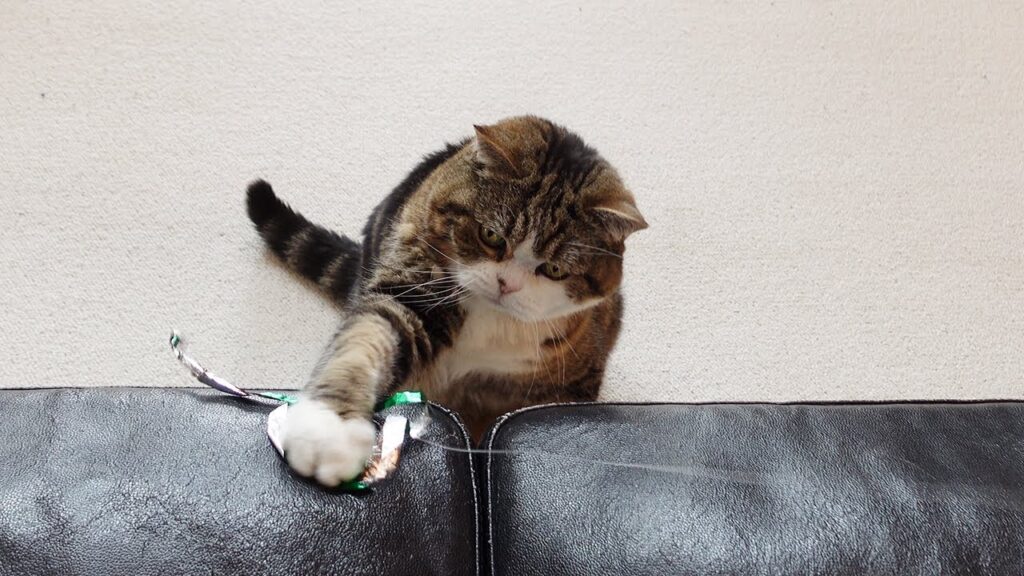 Maru the cat sits on top of a couch and swats at a toy.