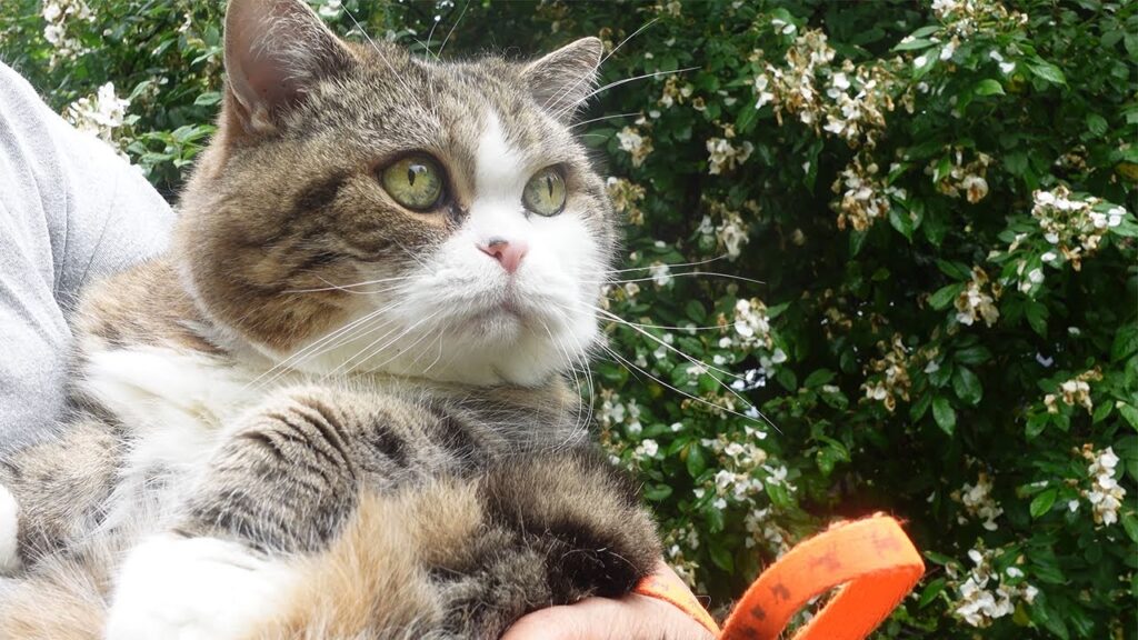 Maru the cat is being held in someone's arms, looking into the distance. Behind him is a tall bush with white flowers. 