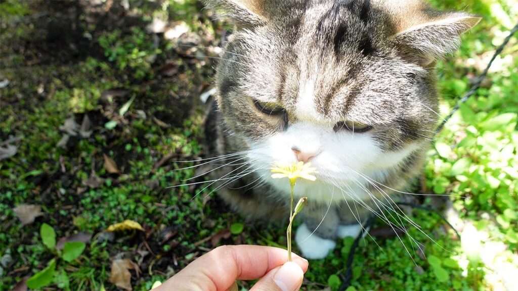 Maru the cat smells a flower being held up to his nose.