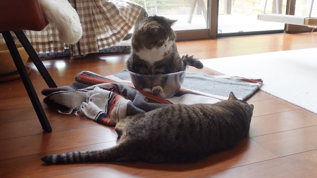 Maru the cat sits in a plastic bowl on a rug while Hana the cat plays nearby