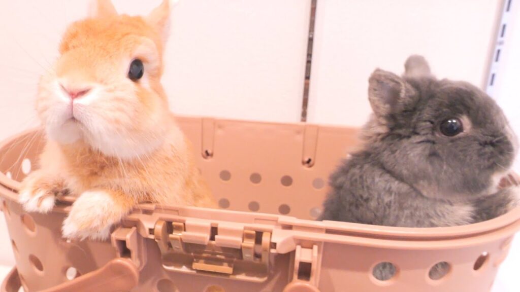 Two dwarf rabbits peek over the edge of a plastic basket.