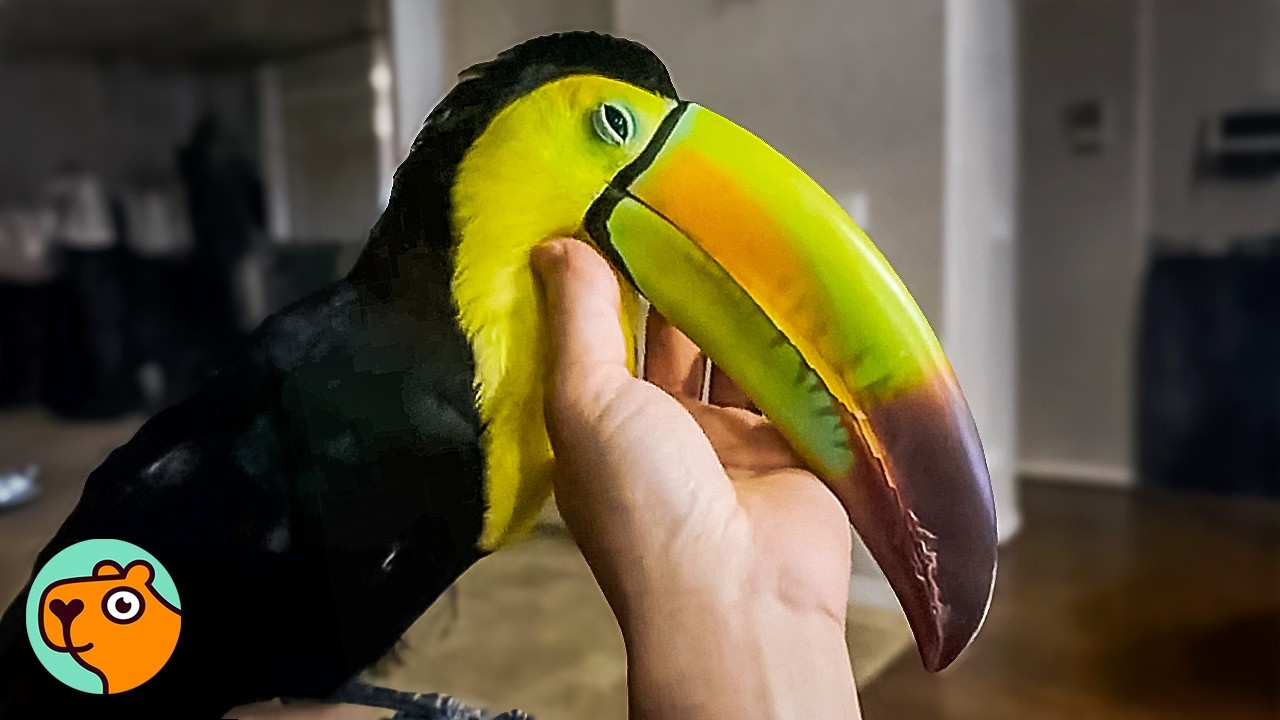 Toucan being scratched on the chin by a human hand