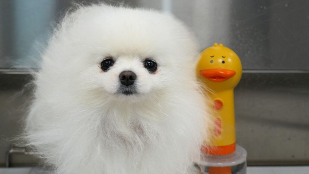 Fluffy white Pomeranian dog sitting on a groomers workbench next to a yellow plastic soap dispenser shaped like a duck