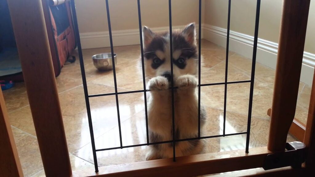 Husky puppy looks out from behind the bars of his enclosure