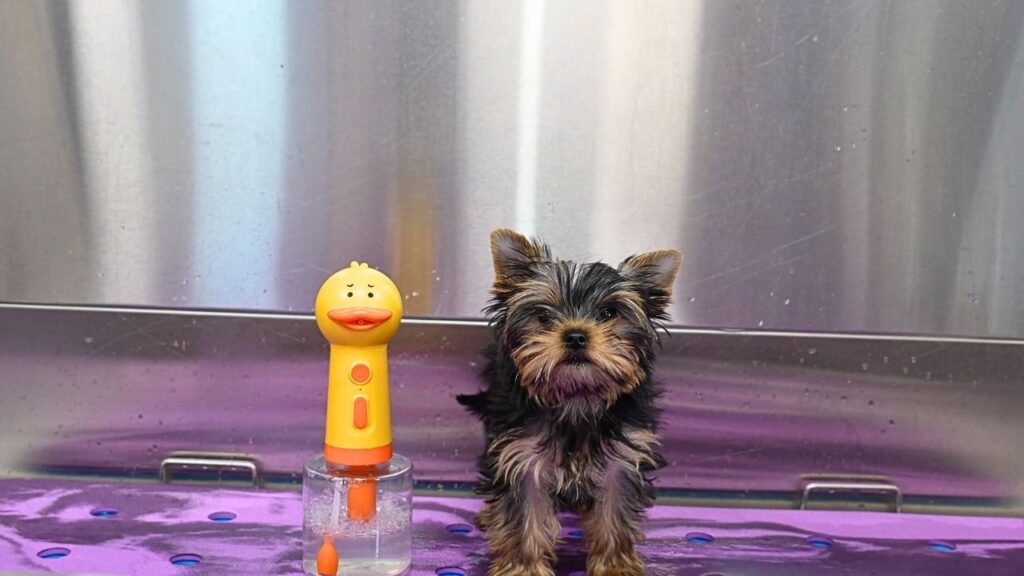 On a pet grooming table, a small Yorkshire terrier puppy stands next to a shampoo dispenser shaped like a duck
