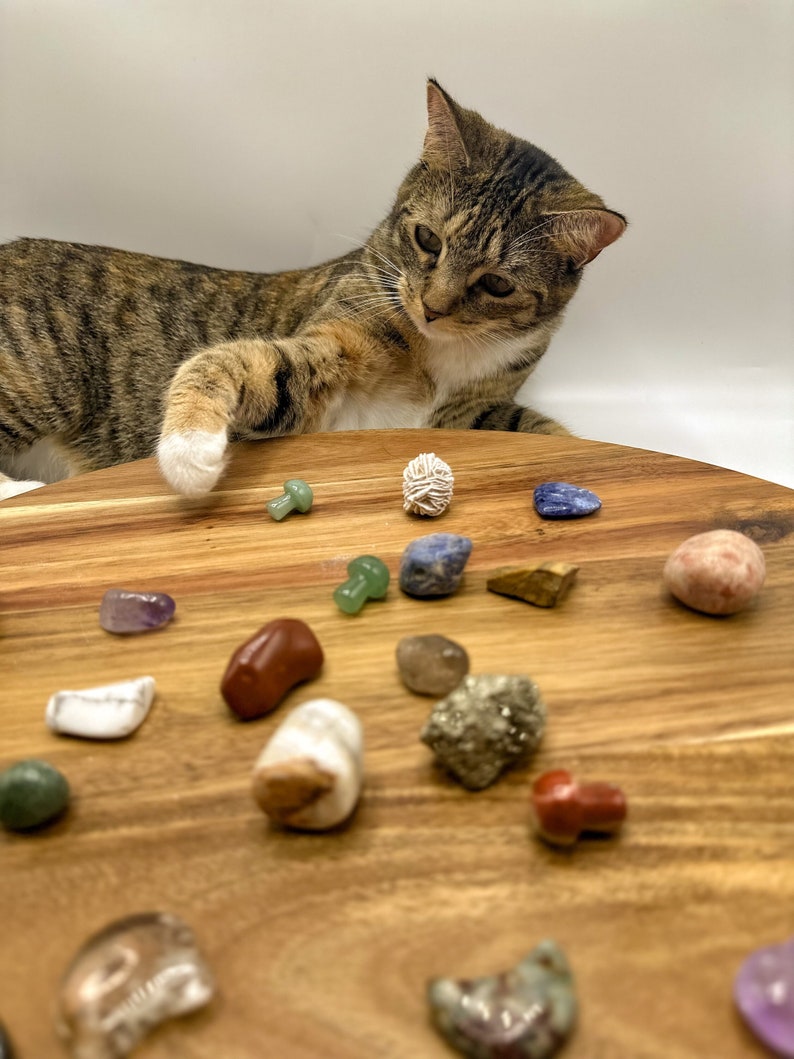 Cat sits behind an array of colorful stones, raising her paw to select one of them