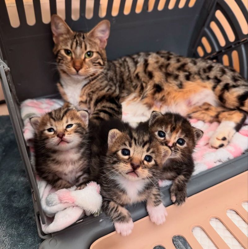 Mother cat and three kittens